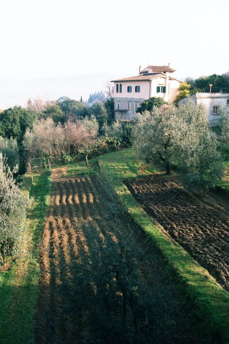 Personal Vineyard