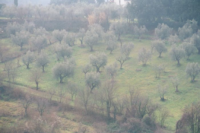 The Tuscan Country Side